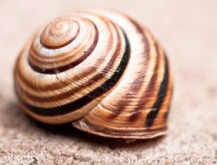 Раковины моллюсков помогли создать высокоэффективные аккумуляторы