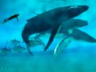 Сегодня отмечается Всемирный день защиты морских млекопитающих