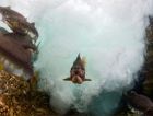 WWF оценил стоимость ресурсов Мирового океана