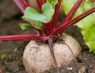 На Кубани создадут производство биотоплива из свеклы