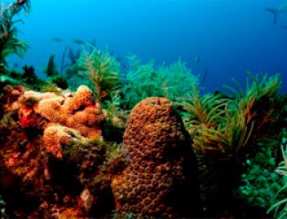Созданы искусственные кораллы для очистки водных экосистем
