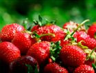 Создана оболочка для клубники, увеличивающая срок хранения ягод