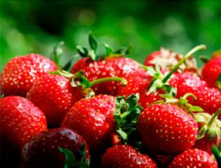 Создана оболочка для клубники, увеличивающая срок хранения ягод