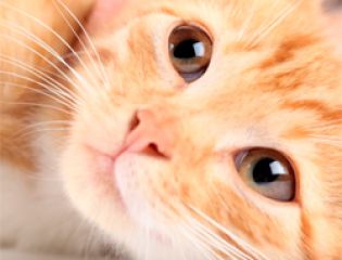 Планета отметила Всемирный день домашних животных