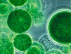Водоросли с измененной ДНК научили синтезировать любые химсоединения