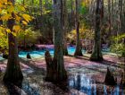  Волшебное радужное болото во Флориде
