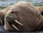 Ненецкий автономный округ и WWF России будут сотрудничать в сфере экологии