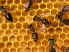 Пчелы способны использовать для общения созданное ими электрическое поле