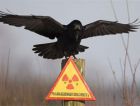 Сегодня Россия и страны СНГ вспоминают жертв Чернобыльской катастрофы