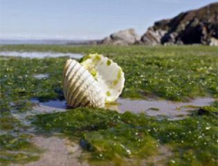 Новый способ переработки водорослей с пляжей
