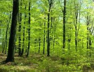 Городские деревья спасают в среднем одну жизнь на город каждый год