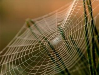 Особые свойства паутины могут быть полезны для сохранения экологии
