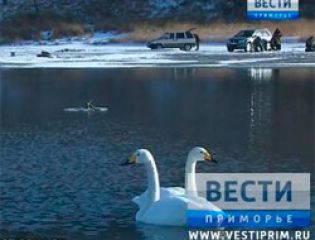 Жители Приморья наблюдают за необычной лебединой семьей