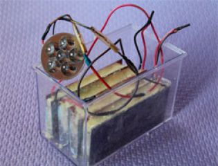 Школьник и учитель из Беларуси создали овощной аккумулятор