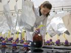 В биогазовую установку Белгородского института альтернативной энергетики загрузили новые виды сырья