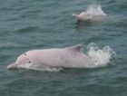 Тайвань создал морской заповедник для защиты популяции горбатых дельфинов