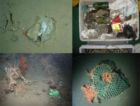 Мусор обнаружен на неисследованных людьми морских глубинах