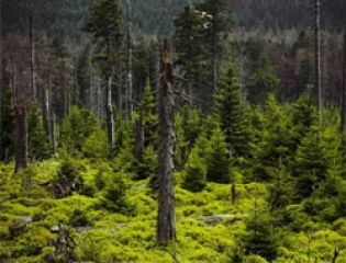 Площадь лесов в Италии за последние 50 лет увеличилась вдвое