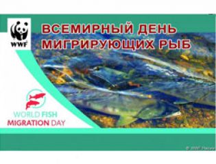 Впервые в России отметят Всемирный день мигрирующих рыб