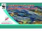Впервые в России отметят Всемирный день мигрирующих рыб
