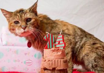Самая старая кошка в мире живет в английском городе Борнмут