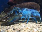 Необычный морской обитатель обнаружен у берегов американского штата Мэн