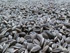 В Алтайском крае будут производить биотопливо из отходов масло-экстракционного завода